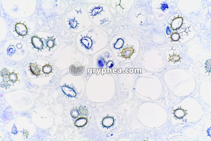 Truffe - Spores dans tissu sporifère (Tuber melanosporum, ascomycète) x100 - gryphea.com